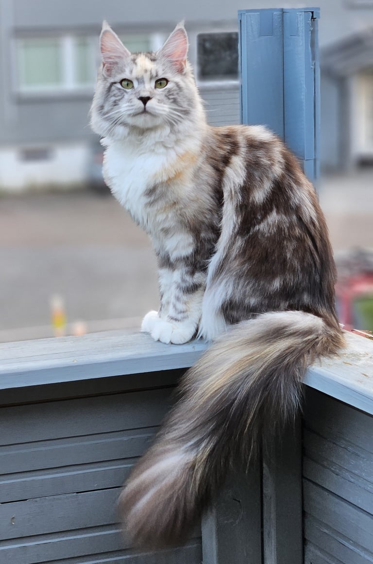 Maine Coon kattunge