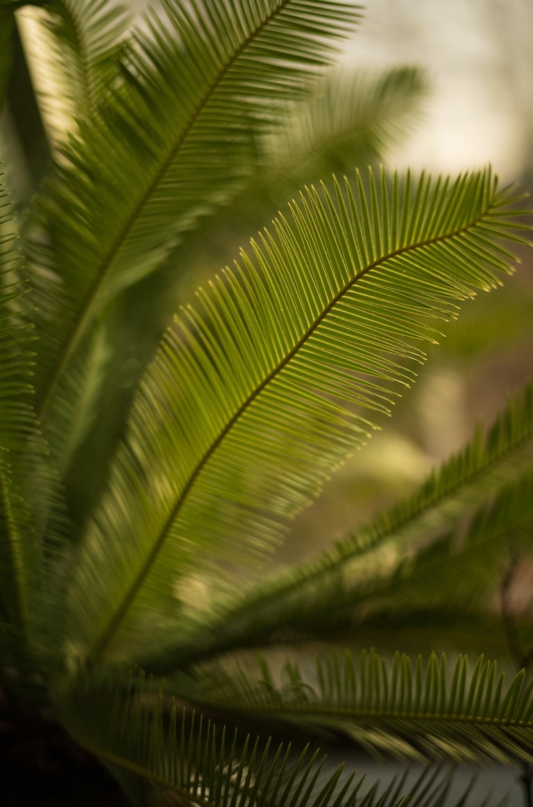 Kasvitieteellinen puutarha 03.03.2025 