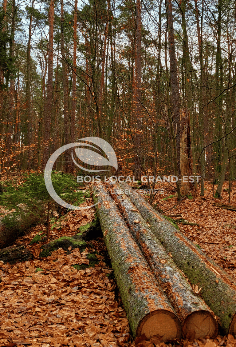troncs tombés dans une foret