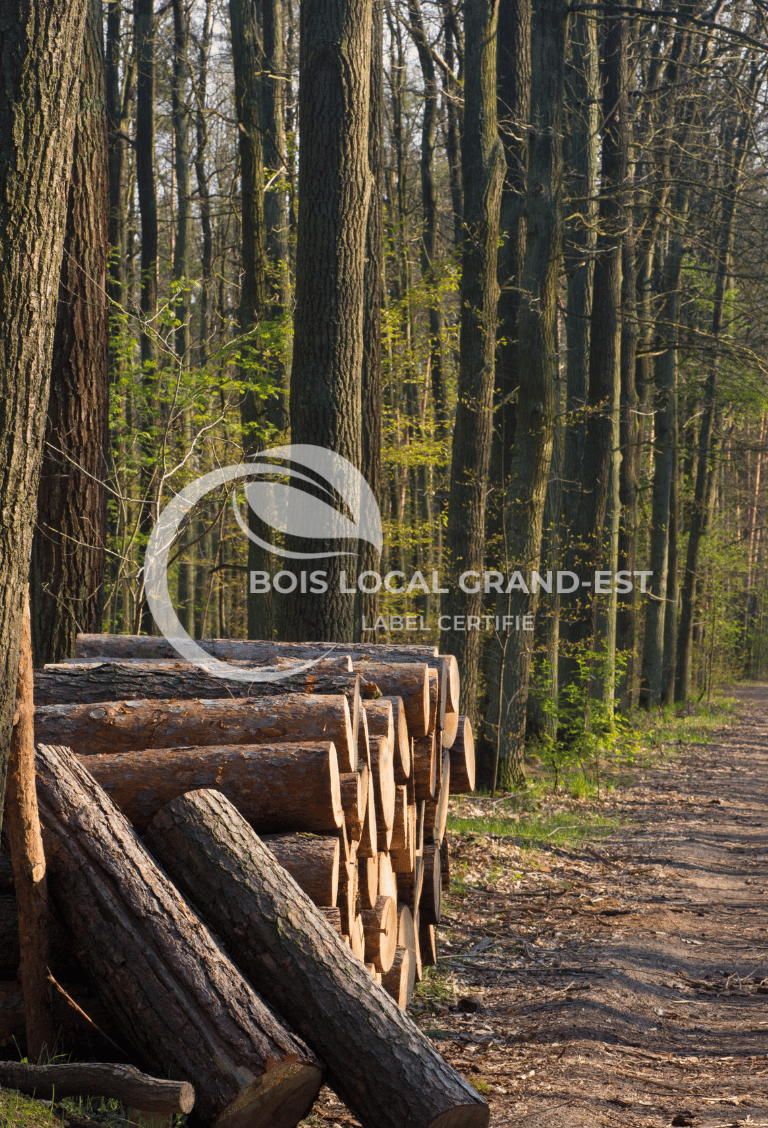 une foret avec un tas de troncs