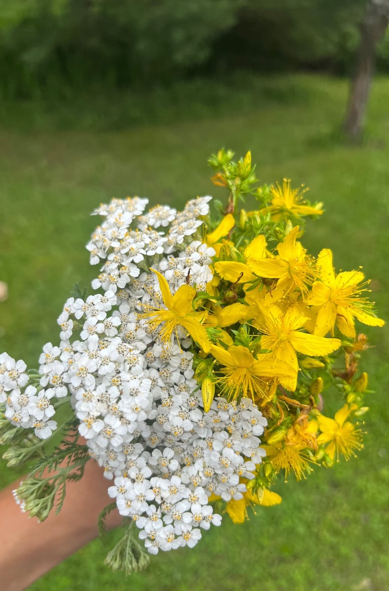 TCM herbal teas with western herbs like yarrow