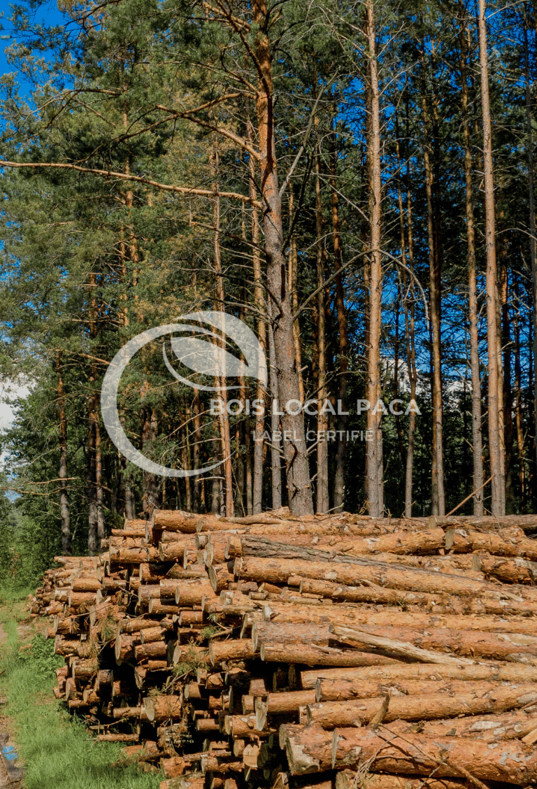 une pile de bûches dans une forêt