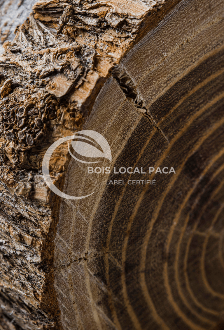 un gros plan sur un tronc