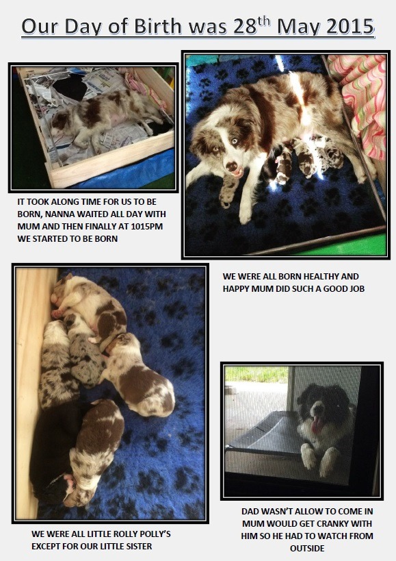 puppies born border collie 