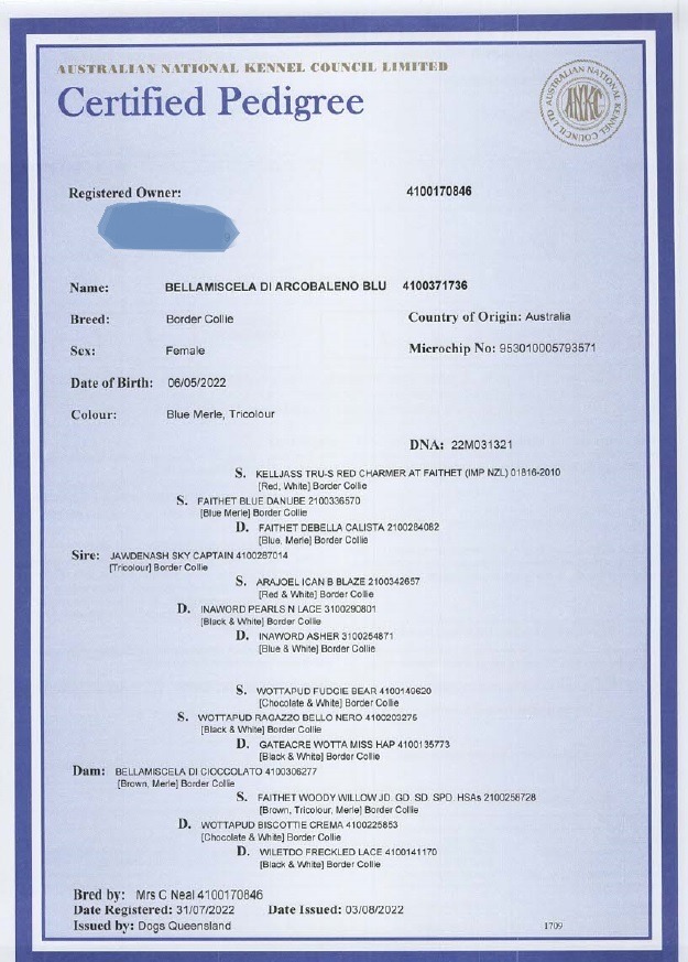 pedigree papers 