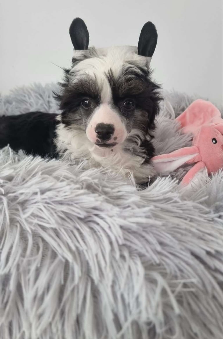 JCH. Elliniko Dream Of Coffee Fci Grakstuole FCI