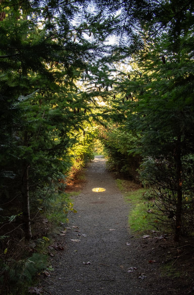 A pathway through a forest