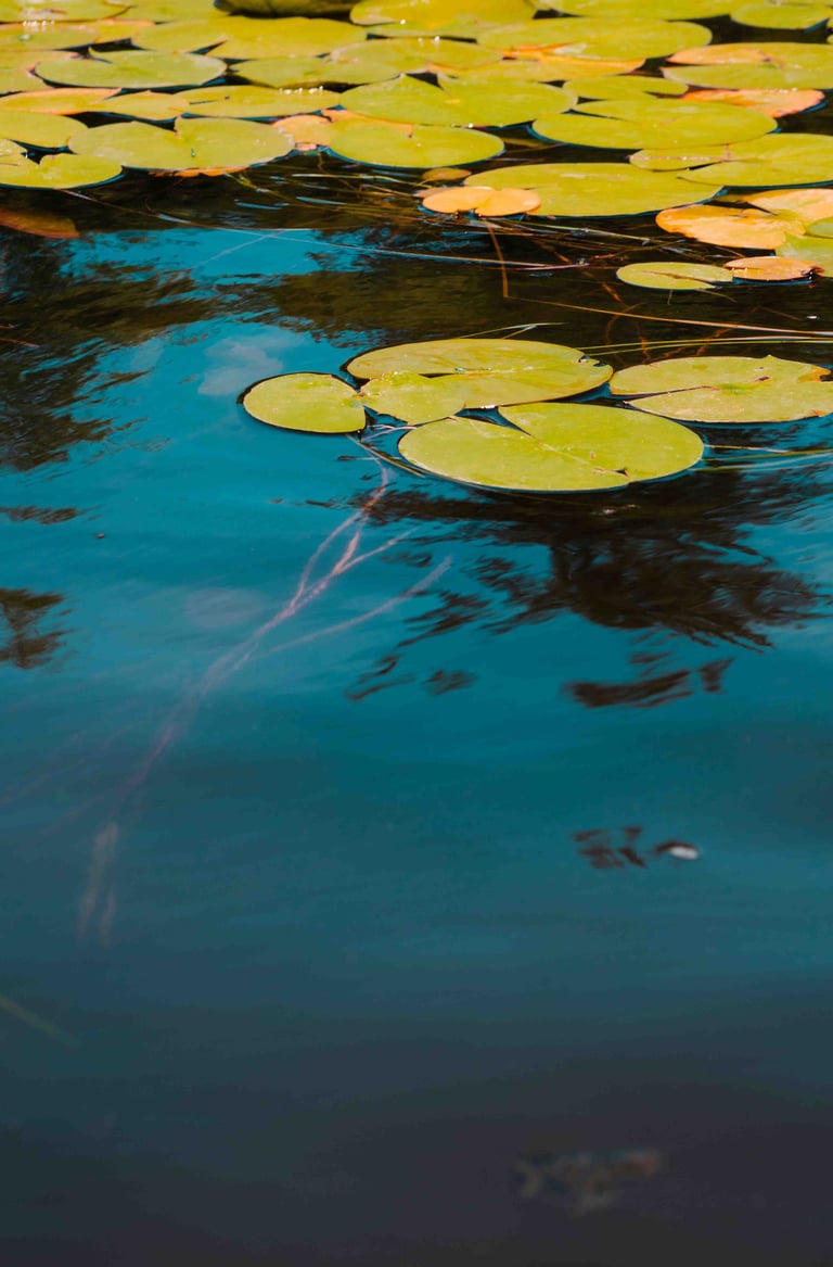 Green lily pads on turquoise water. Feels peaceful, and you can see roots growing below.