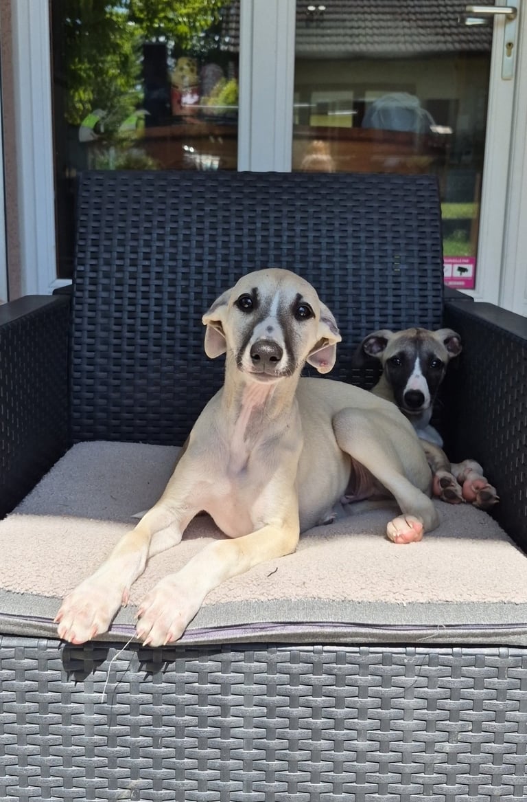 Chiot whippet Des Rives De Riss disponible