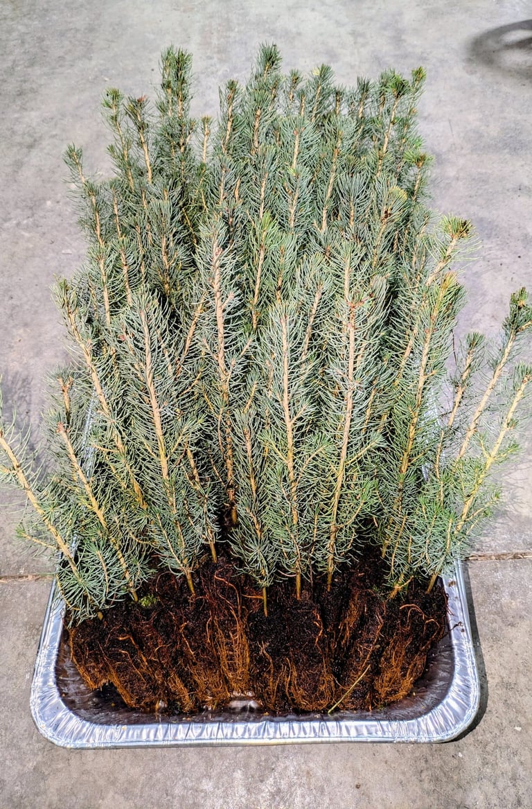 Small pine tree plugs ready for planting