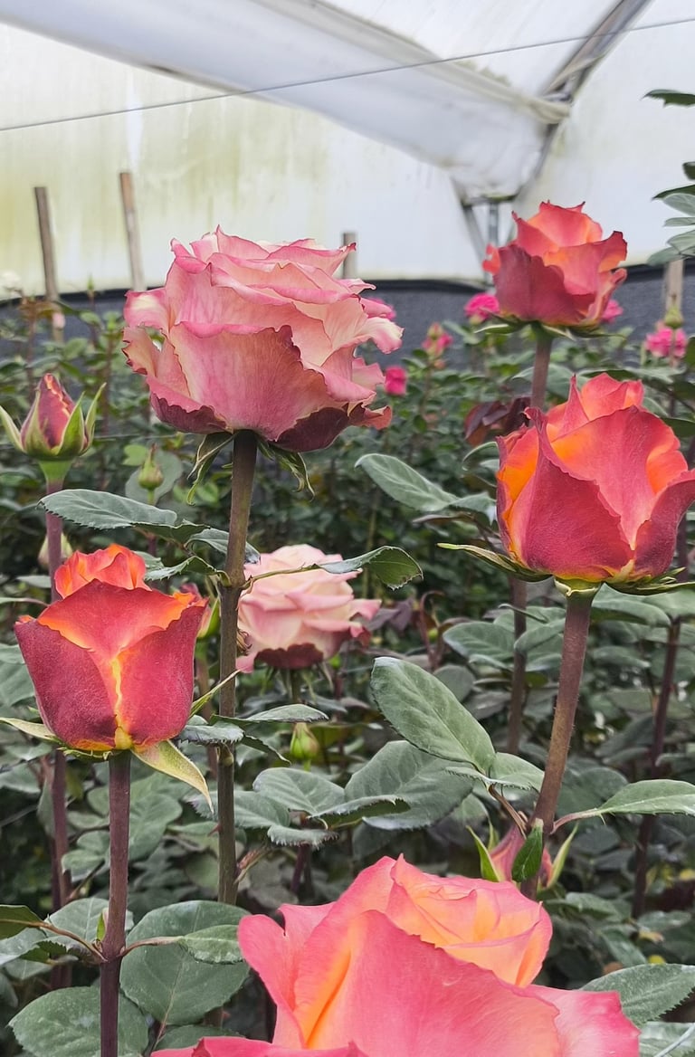 Stronger stems due to high-altitude conditions