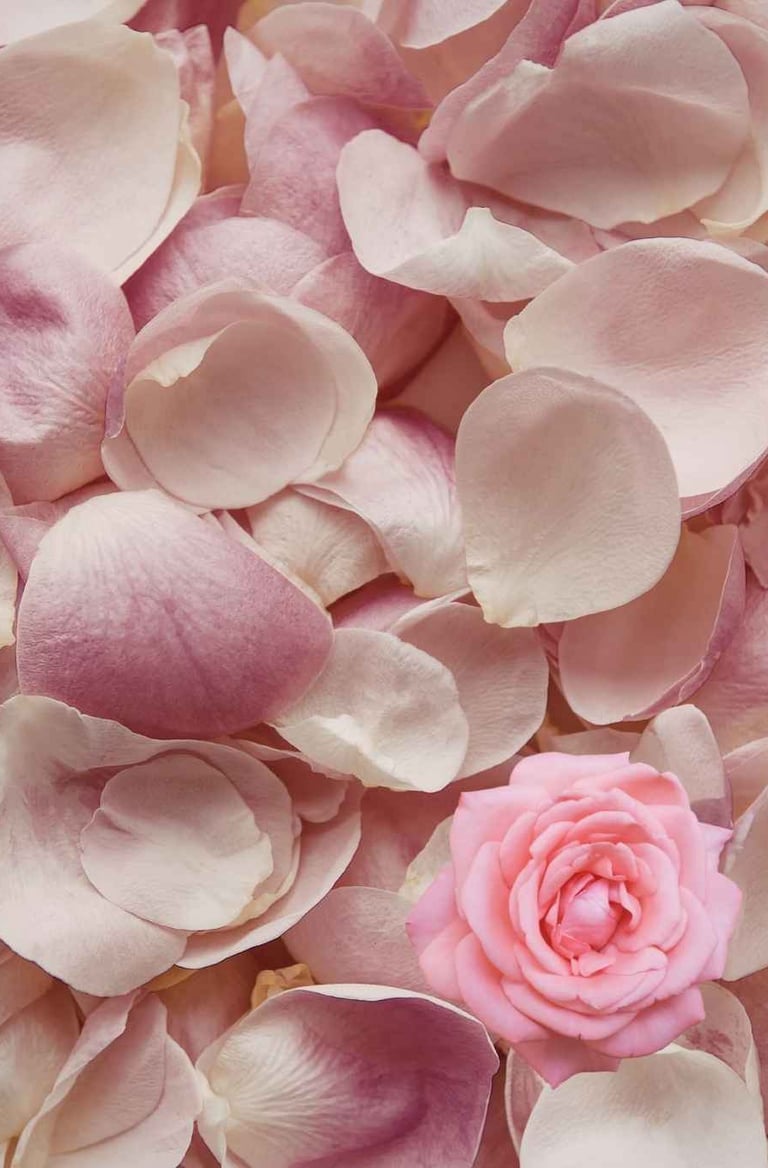 Rose Petals Traditional Ayurvedic Remedies