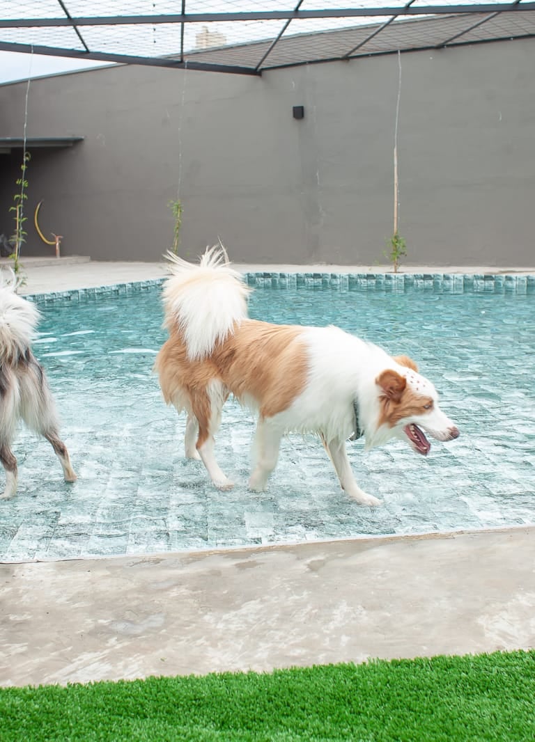 cachorro na piscina
