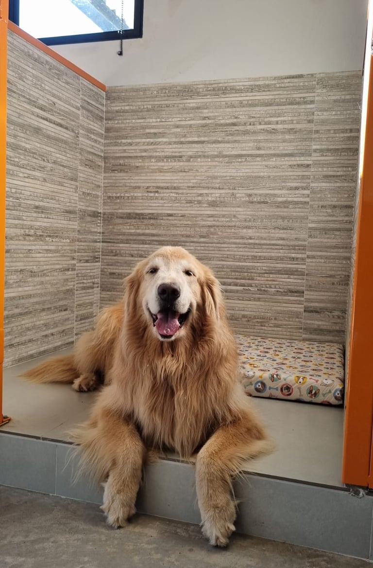 cachorro no hotel pet