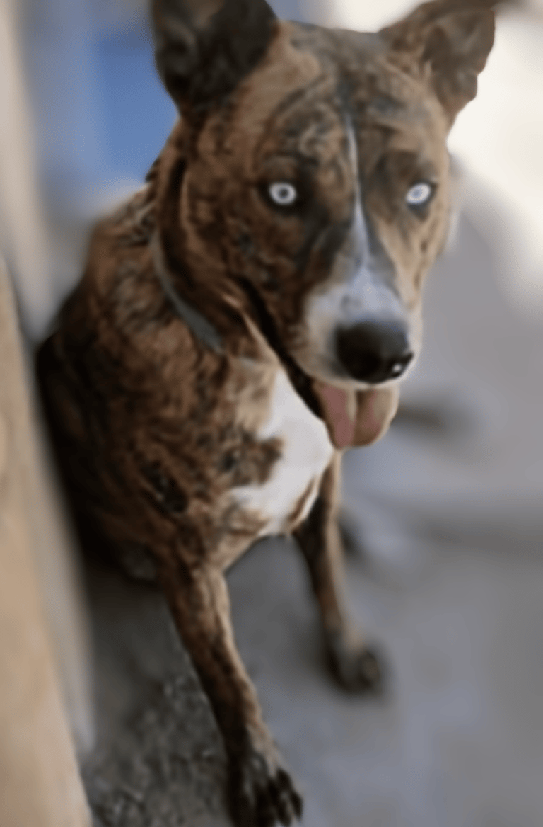 adoptable female rez dog mamma GRACIE brindle blue eyes, ABQ New Mexico NM