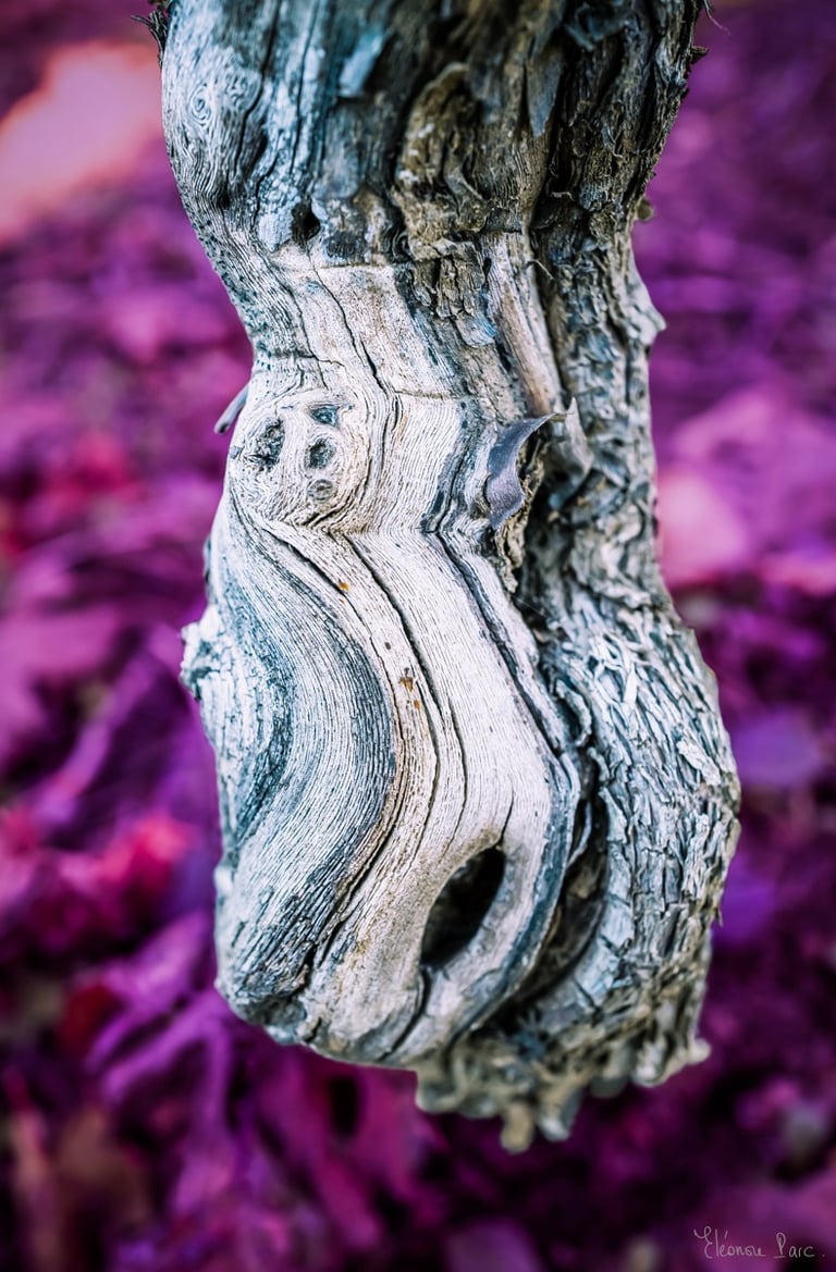 Photographie de vigne – tronc noueux blanc, texture organique et insolite.
