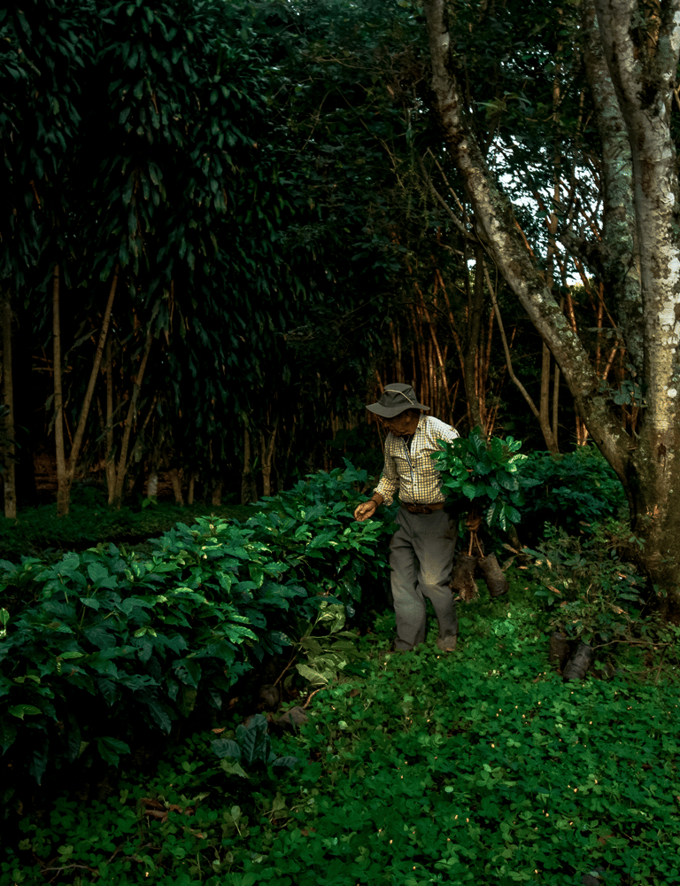 a man walking through coffee plants
