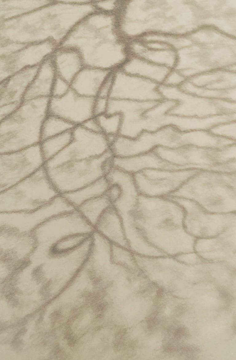 This graphite drawing depicts tree shadows in summertime