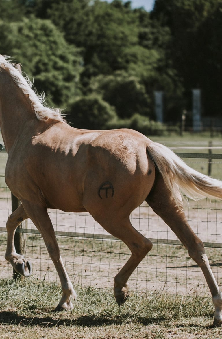 cheval palomino au trot en liberte