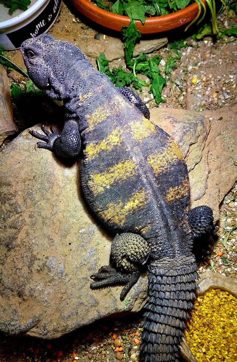 Uromastyx dispar flavifasciata