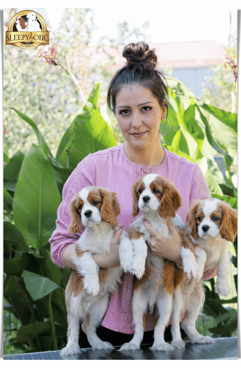 Cavalier King Charles Spaniels MALES so beautiful in Sleepysong Kennel. Litter ''A''