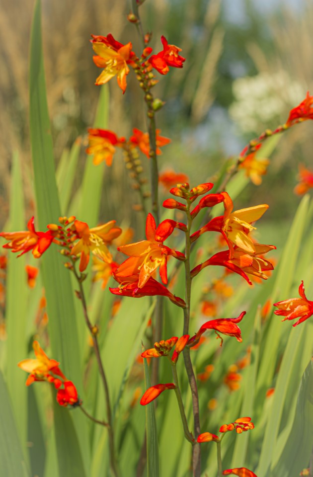 Close up van Crocosmia