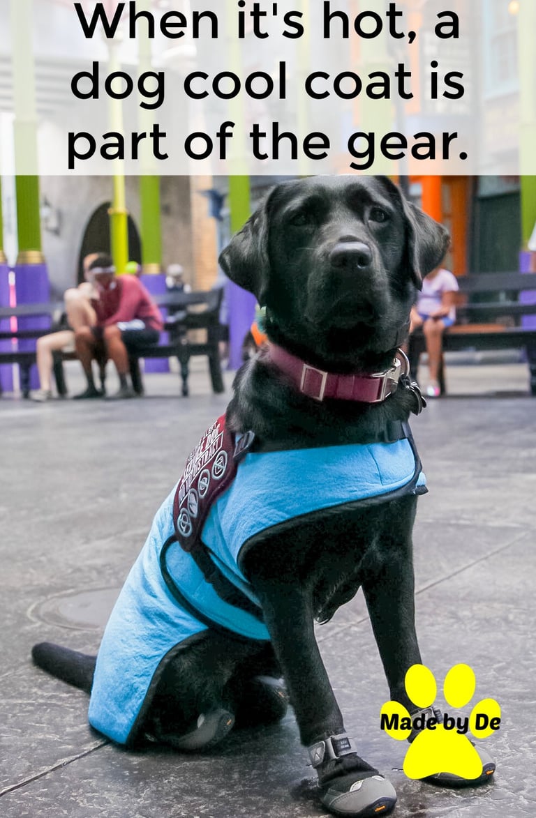 A black Labrador service dog wearing a blue cooling vest and protective paw boots for heat safety.