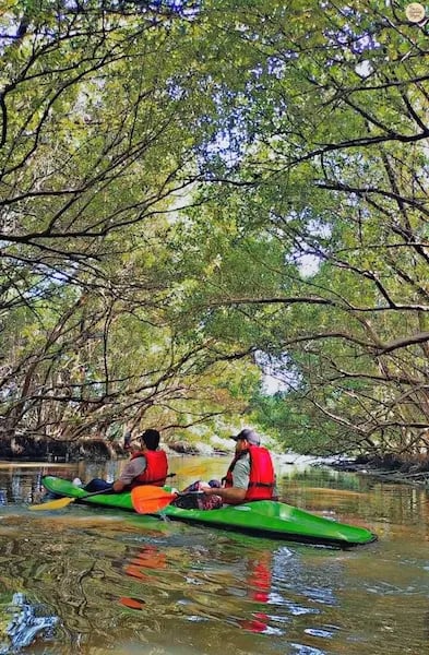 Boat gliding through dense mangroves in Pondicherry.