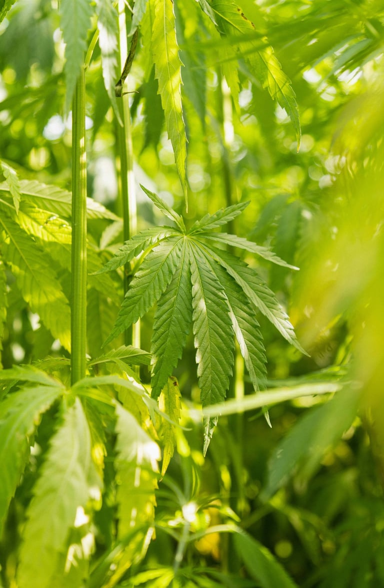 Close-up of vibrant green hemp leaves and stalks in a mature industrial hemp field, highlighting nat