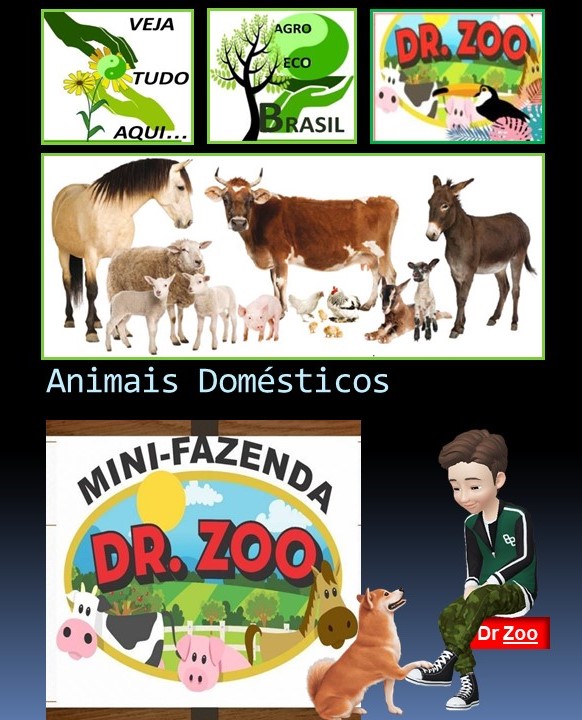 Animais Domésticos - Doutor Zoo
