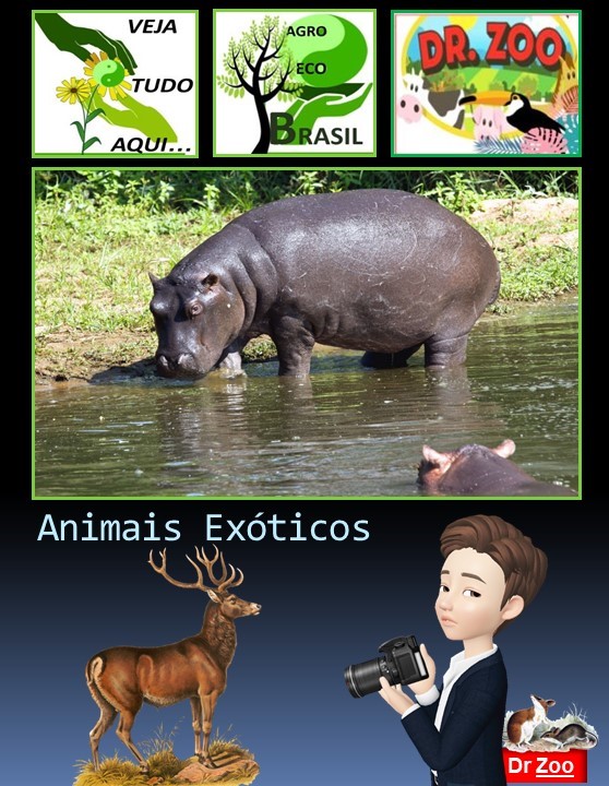 Animais Exóticos - Doutor Zoo
