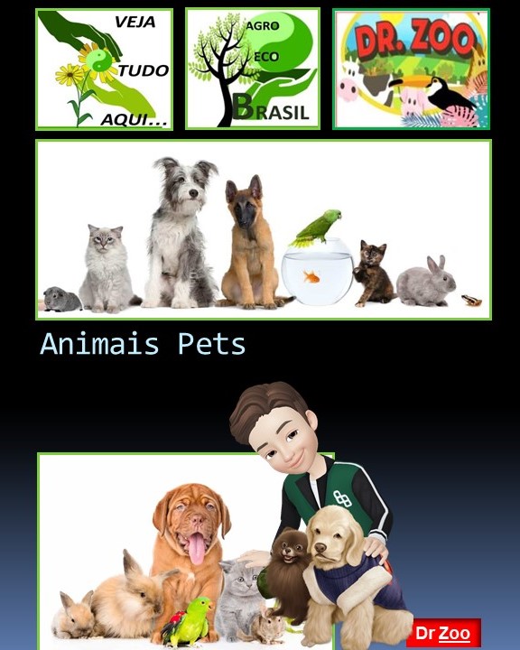 Animais Pets - Doutor Zoo