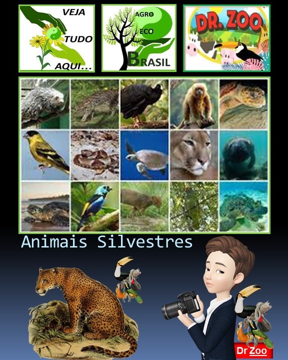 Animais Silvestres - Doutor Zoo