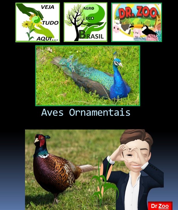 Aves Ornamentais - Doutor Zoo