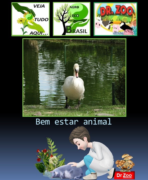 Bem Estar Animal - Doutor Zoo