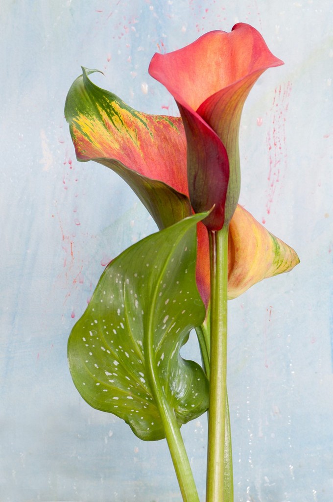 Blooming lily on painted background.