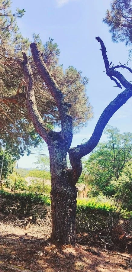 Un arbre a été élagué