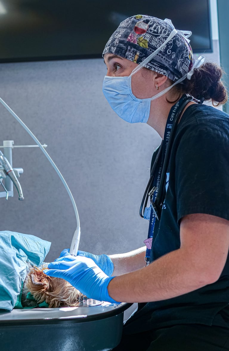 Le docteur Giacomazzi réalise une opération dentaire sur un chien