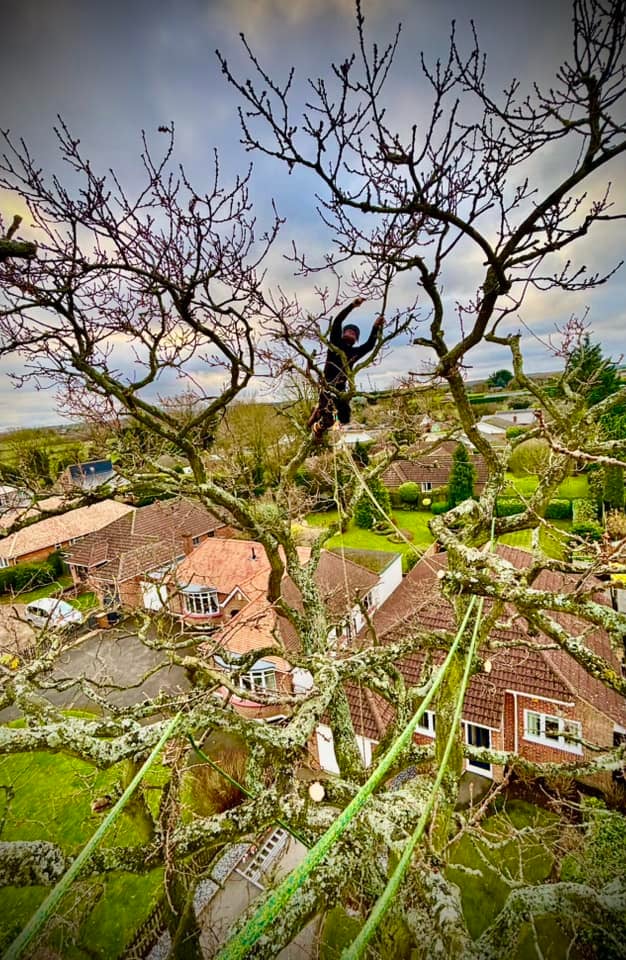 tree pruning by tree surgeon
