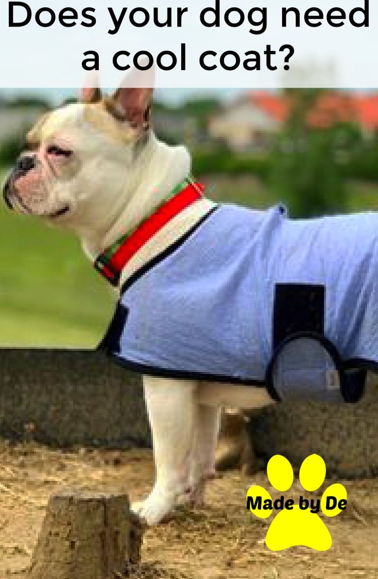 French Bulldog, a brachycephalic breed, wearing a dog cool coat
