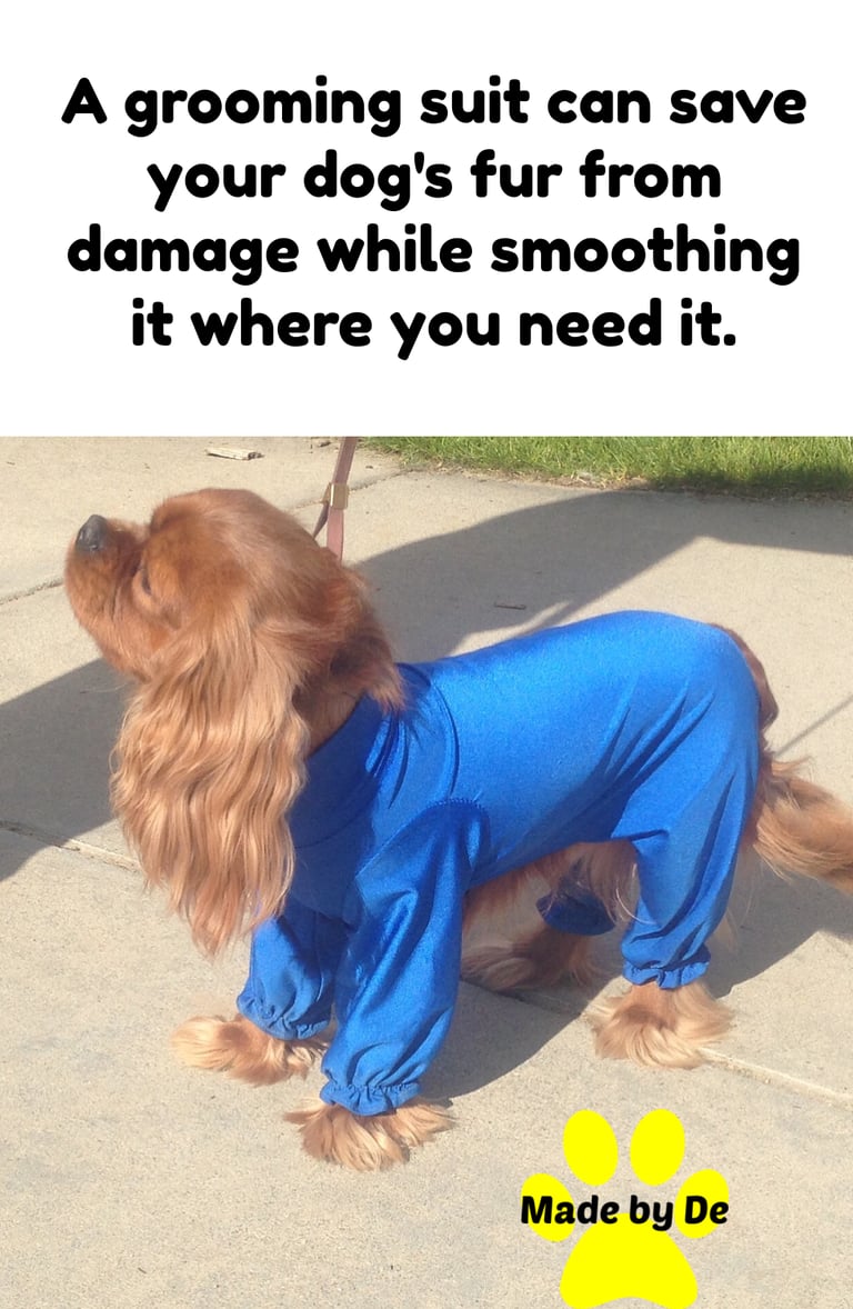 Cavalier Spaniel wearing a blue spandex suit for grooming