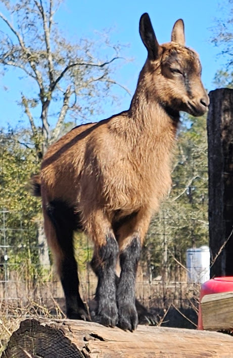 Oberhasli goat kid standing on log with regal expression