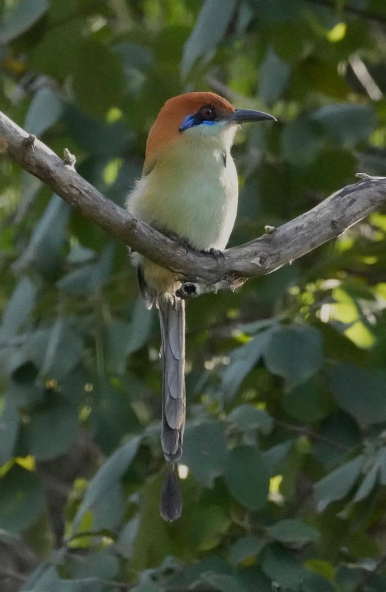 Russet-crowned Motmot resting on a branch – iconic bird of Central America with racket-shaped tail
