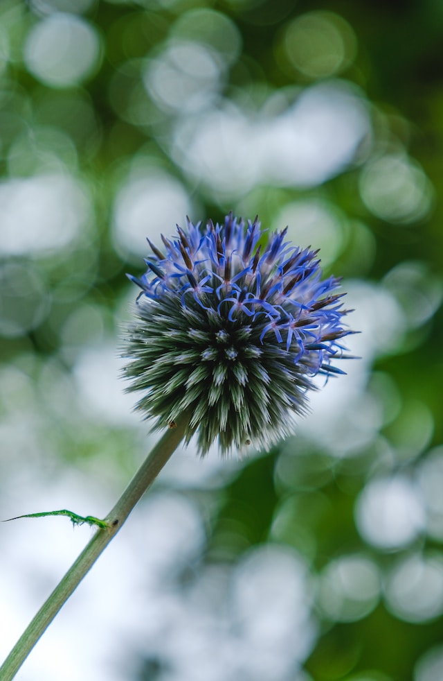one round native Thistle weed with blue color