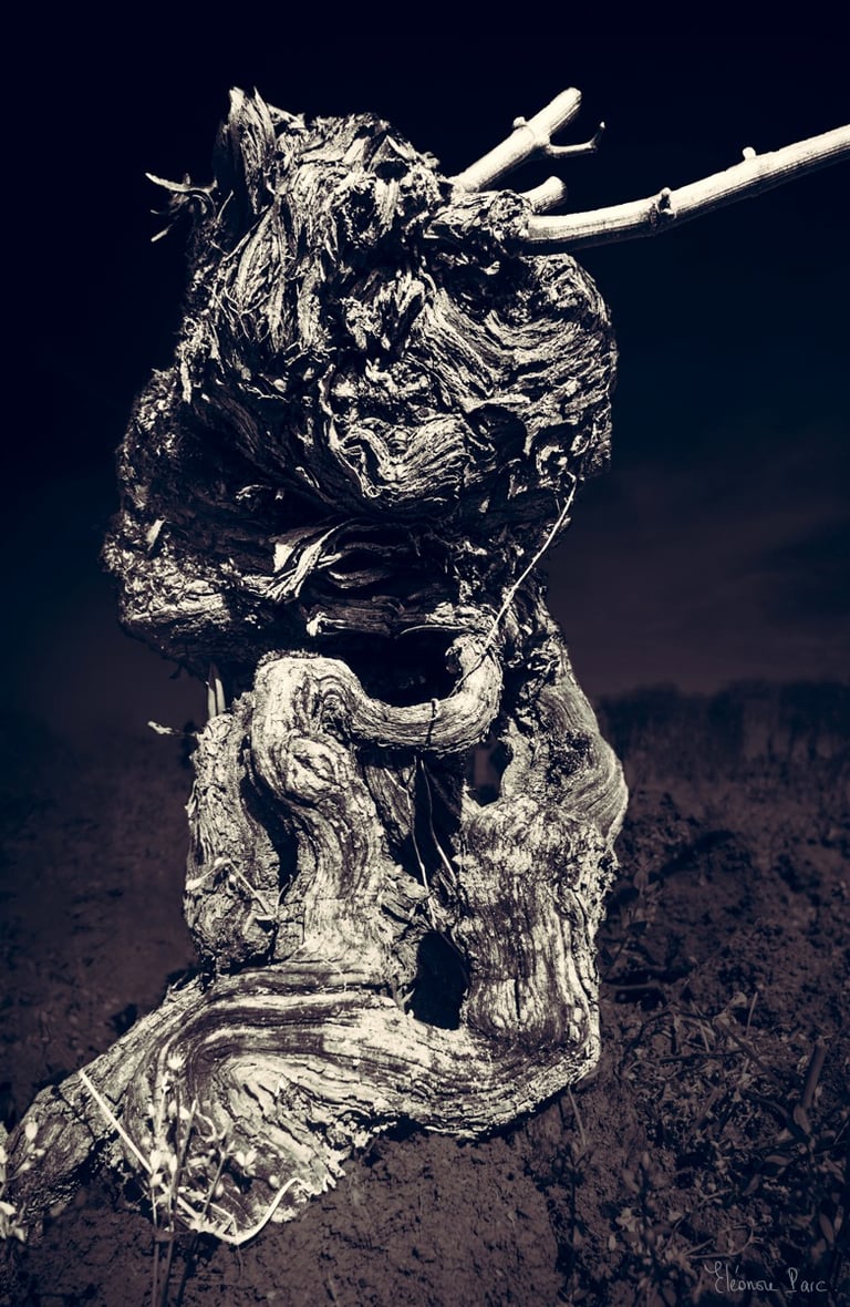 Gros plan de cep de vigne ancien, texture rugueuse en noir et blanc, figure sculpturale.