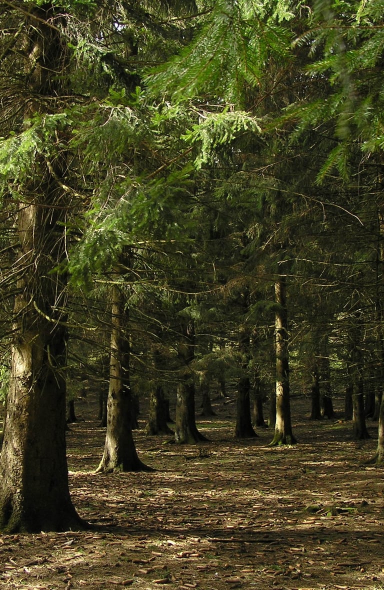 Imagen de Bosque frondoso