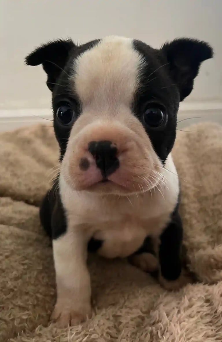 Cria de boston terrier blanco y negro, sobre una frasada marron - De los Kiris