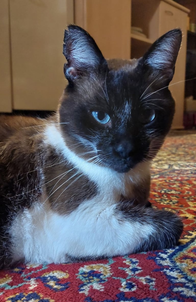 Pavarotti CEO Eve Online MMORPG