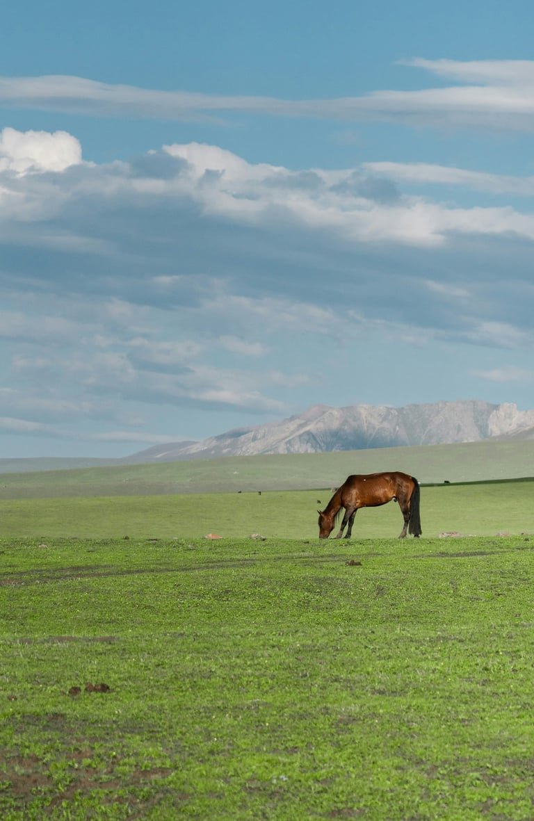 a horse grazing in a field by JuniperPhoton