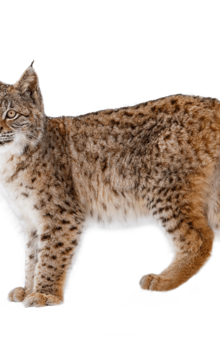 ekologiczna farba, ecolabel, greincare